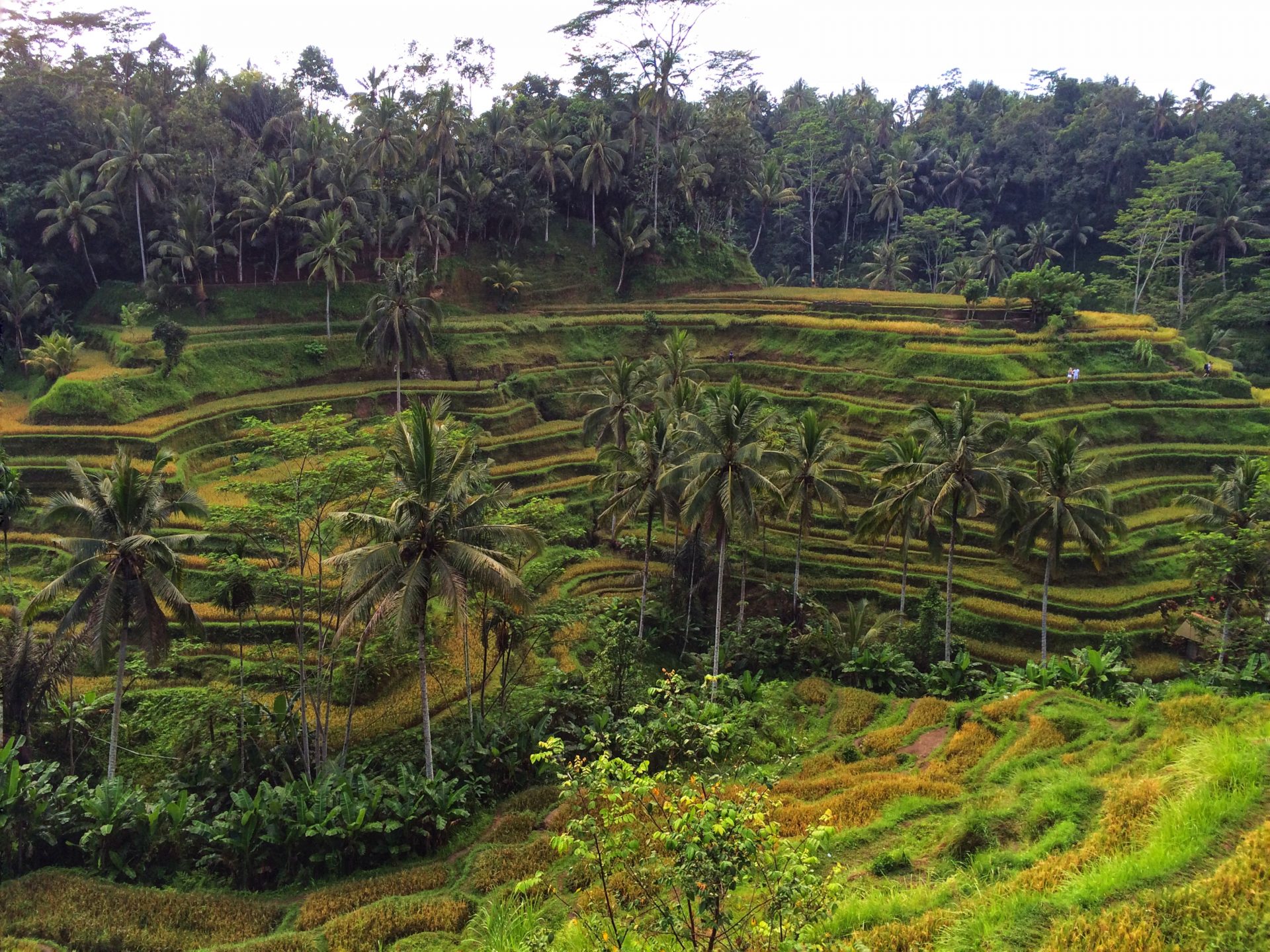  Tegalalang  Rice Terrace in Ubud  Bali The Traveler Abroad